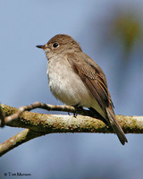 Asian Brown Flycatcher