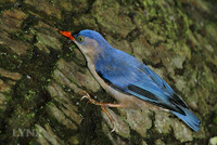 Velvet-fronted Nuthatch