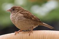 큰부리방울새(grosbeak)