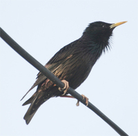 Common Starling