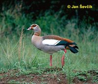 Photo of husa egyptská, Egyptian Goose, Alopochen aegyptiacus, Kruger NP