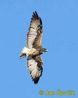 Photo of káně pestrá Buteo albicaudatus White-tailed Hawk Gavilán Coliblanco