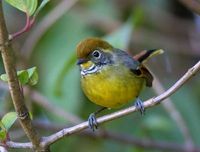 ノドジマコバシチメドリ  Chestnut-tailed Minla Minla strigula