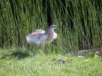 Squacco Heron (Ardeola ralloides)