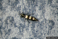 Franklinothrips vespiformis