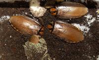 Eublaberus distanti - Four-spot roach