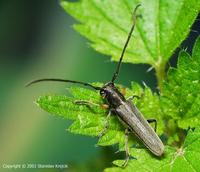 Phytoecia cylindrica