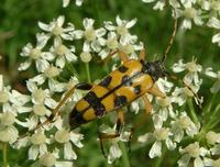 Leptura maculata