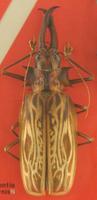 Macrodontia cervicornis