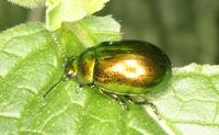 Chrysolina herbacea var. croatica