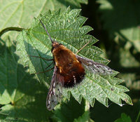 Bombylius discolor