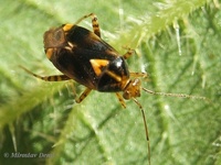 Liocoris tripustulatus