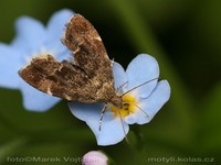 Anthophila fabriciana - Nettle-tap