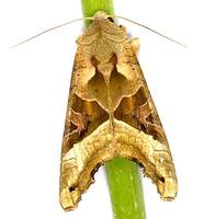 Phlogophora meticulosa - Angle Shades