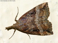 Hypena rostralis - Buttoned Snout