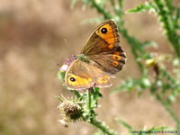 Lasiommata maera - Large Wall Brown