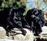 Siamang (Symphalangus syndactylus)