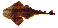 Squatina argentina, Argentine angelshark: fisheries