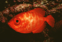 Heteropriacanthus cruentatus, Glasseye: fisheries, aquarium