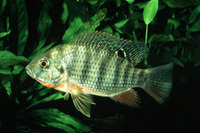 Tilapia rendalli, Redbreast tilapia: fisheries, aquaculture, gamefish, aquarium
