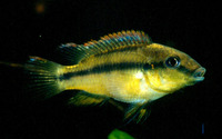Limbochromis robertsi, :