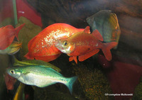 Glossolepis incisus, Red rainbowfish: aquarium