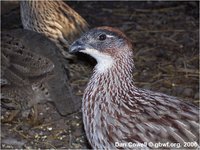 erckel's francolin Francolinus erckelii