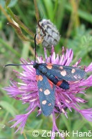 Zygaena ephialtes - Variable Burnet