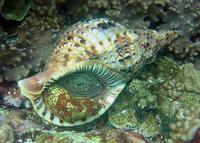 Charonia tritonis - Triton Trumpet Snail