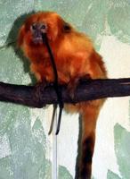 Image of: Leontopithecus rosalia (golden lion tamarin)