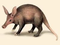 Image of: Orycteropus afer (aardvark)