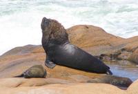 Image of: Otaria flavescens (South American sealion)