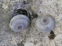 Vidovicia coerulans