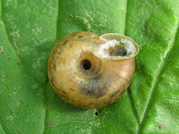 Urticicola umbrosus