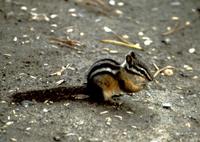 Image of: Tamias amoenus (yellow-pine chipmunk)