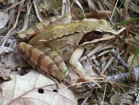 Rana dalmatina - Agile Frog