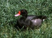 Netta peposaca - Rosy-billed Pochard