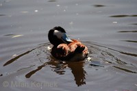 Oxyura jamaicensis - Ruddy Duck