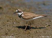 Charadrius dubius - Little Ringed Plover