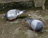 Columba livia f. domestica - Domestic pigeon