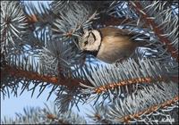 Parus cristatus - Crested Tit