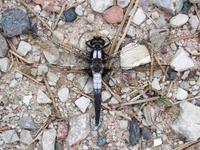 Image of: Libellula julia