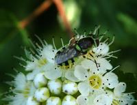 Image of: Stratiomyidae (soldier flies)