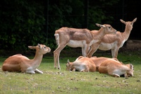 Antilope cervicapra - Blackbuck