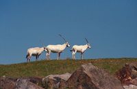 Oryx leucoryx - Arabian Oryx