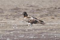 Image of: Gypaetus barbatus (bearded vulture;lammergeier)