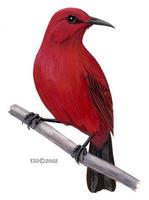 Image of: Myzomela cruentata (red honeyeater)