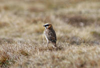 Image of: Pyrgilauda ruficollis (rufous-necked snowfinch)