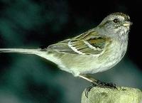 Image of: Spizella arborea (American tree sparrow)