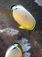 Image of: Chaetodon lunulatus